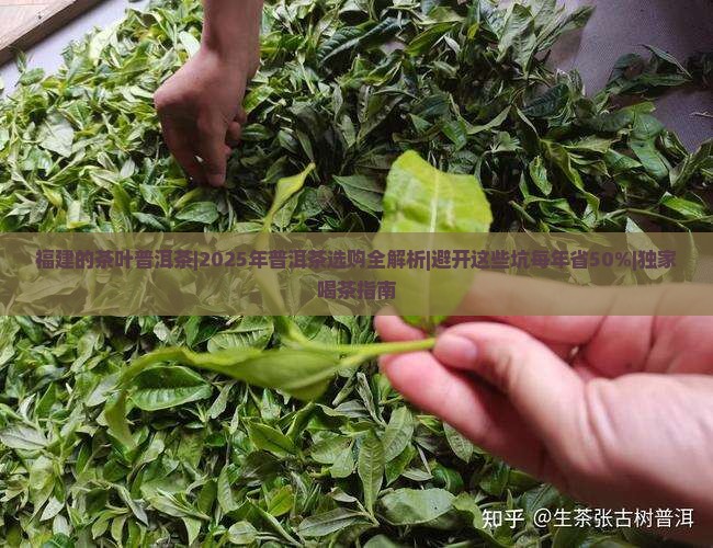 福建的茶叶普洱茶