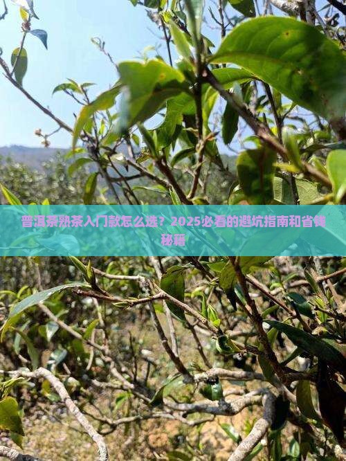 普洱茶熟茶入门款