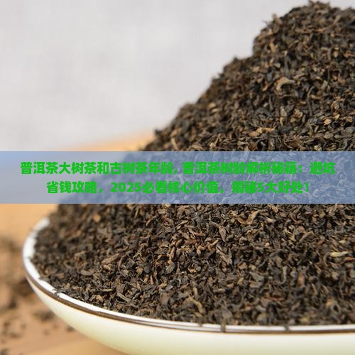 普洱茶大树茶和古树茶年龄