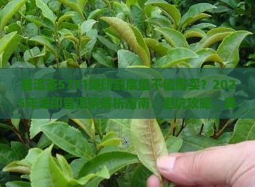 普洱茶5771绿印