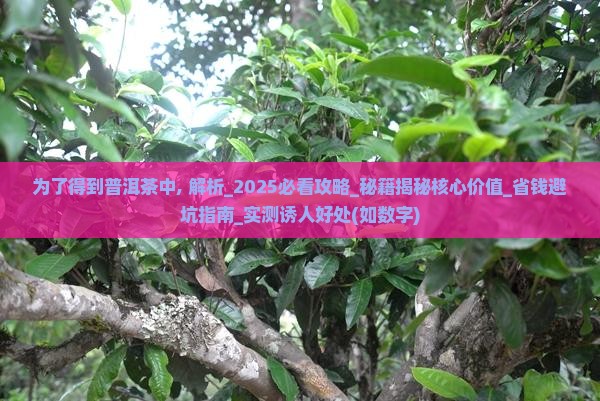 为了得到普洱茶中