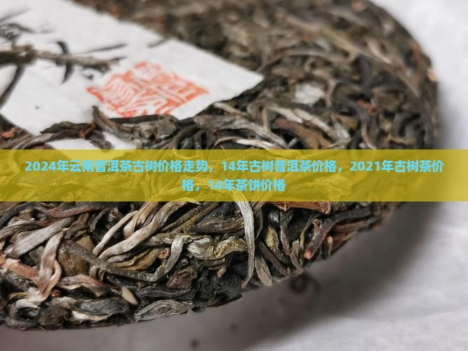2024年云南普洱茶古树价格