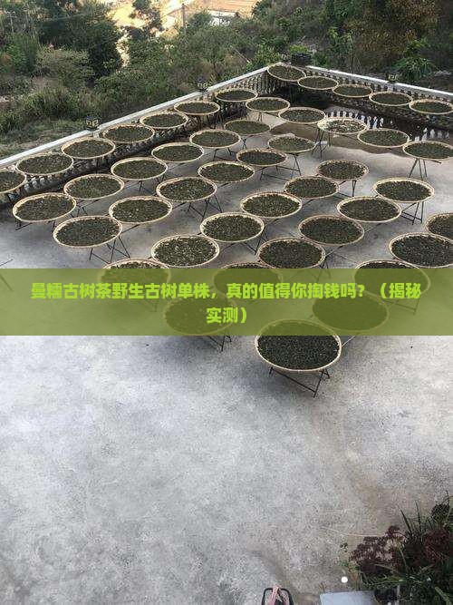 曼糯古树茶野生古树单株