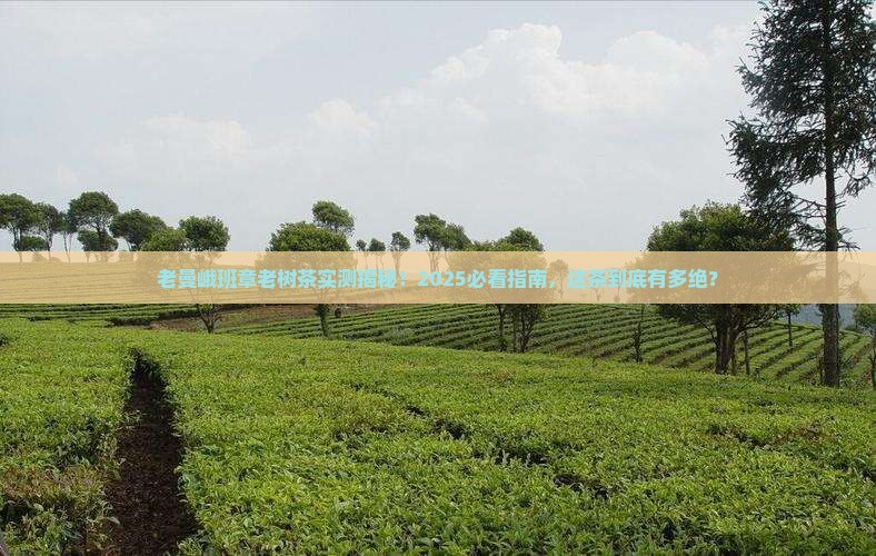 老曼峨班章老树茶