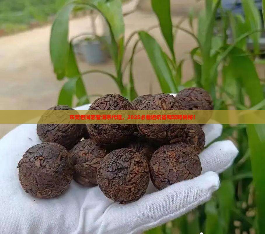 老同志普洱茶东莞代理