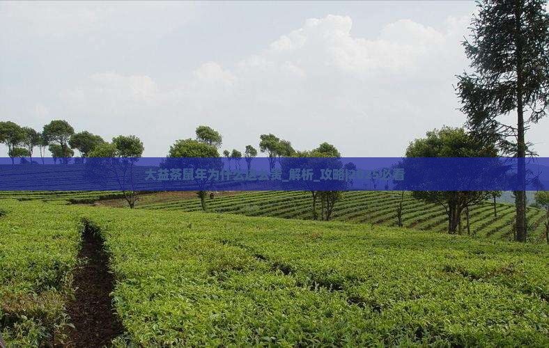 大益茶鼠年为什么这么贵