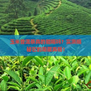 玉米普洱茶测评