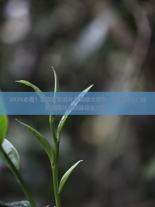 普洱茶和茶化石的区别