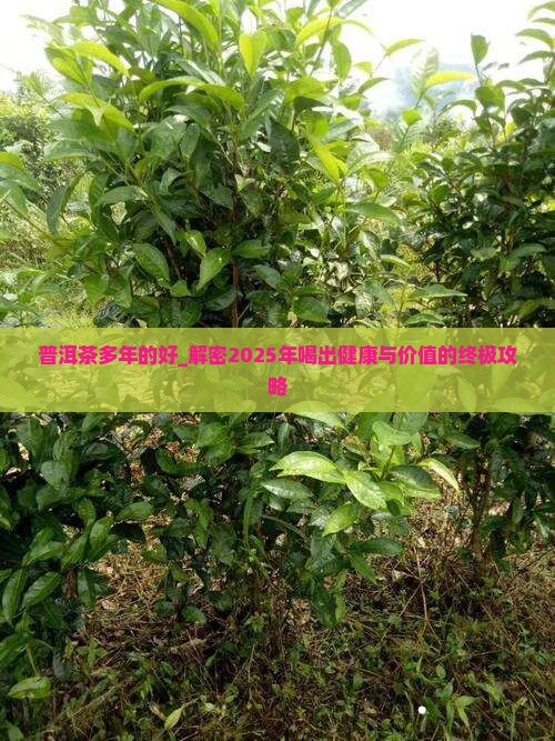 普洱茶多年的好