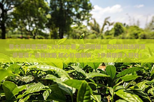 普大喜奔普洱茶