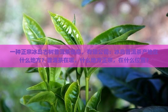 冰岛普洱茶在什么地方