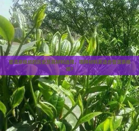 普洱茶棉纸的历史