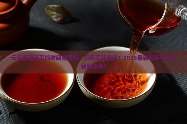 云南普洱茶一般几月采茶