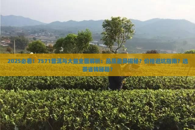 7571普洱与大益比