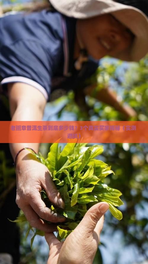 老班章普洱生茶售价