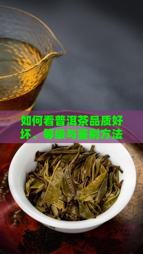 如何看普洱茶品质
