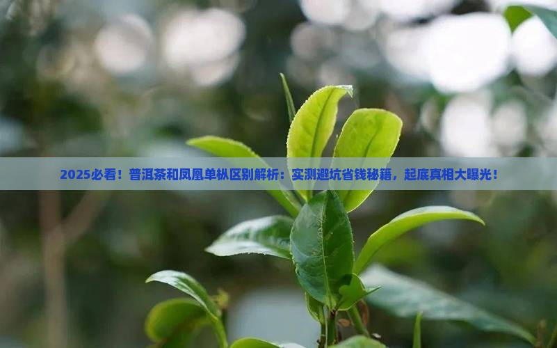 普洱茶和凤凰单枞的区别