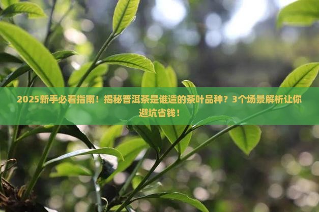 普洱茶是谁造的茶叶品种