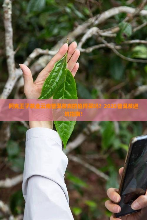 阿克王子茶业云南普洱茶
