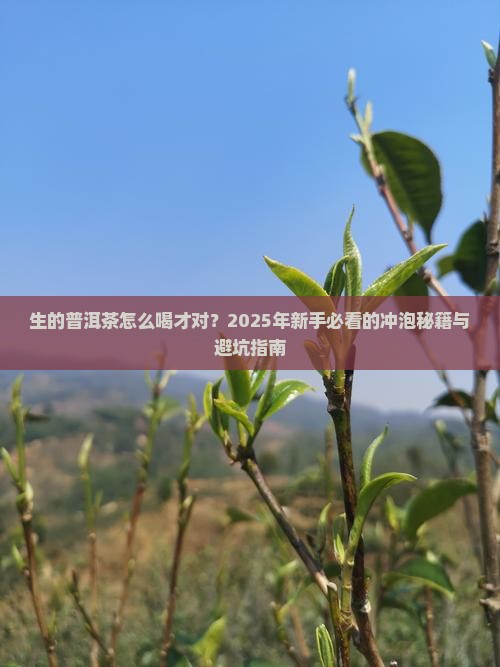 生的普洱茶咋喝法