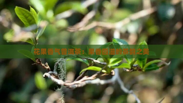 花果香气普洱茶