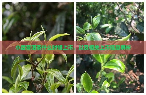 小度普洱茶什么时候上市