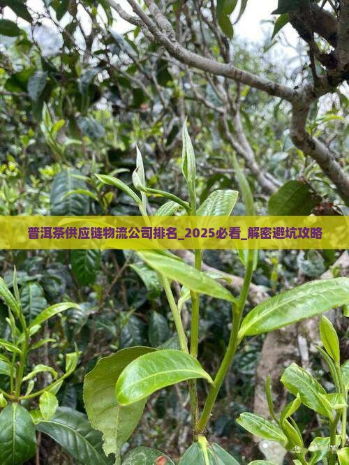 普洱茶供应链物流公司排名