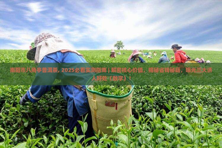 南阳市八角亭普洱茶