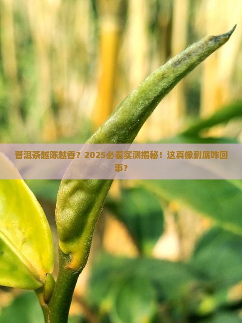 越陈越香的普洱茶是真的吗 越陈越香的普洱茶是真的吗