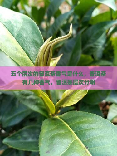 五个层次的普洱茶香气
