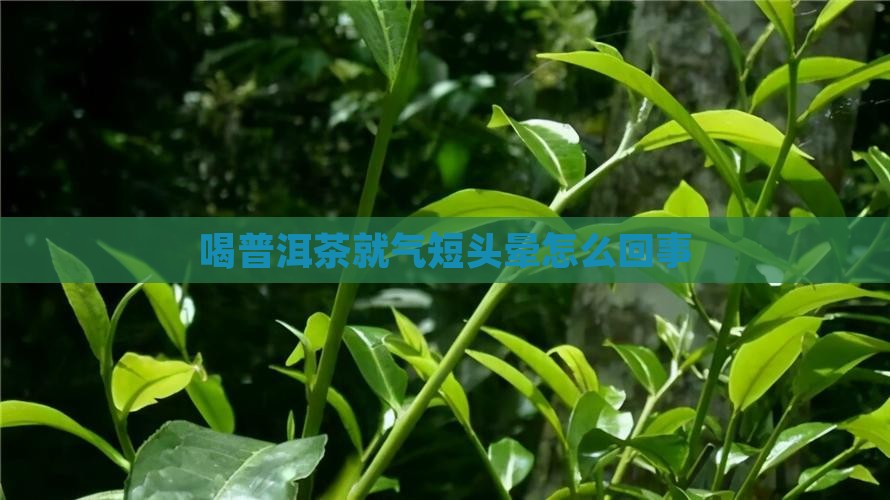 喝普洱茶就气短头晕怎么回事