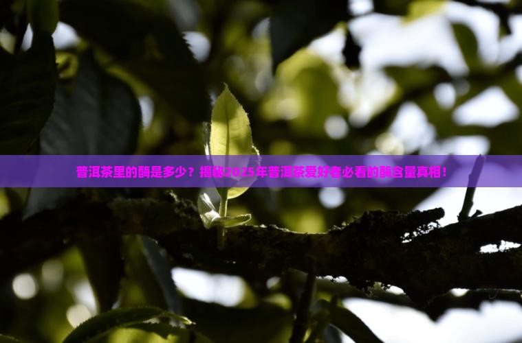 普洱茶里的酶是多少
