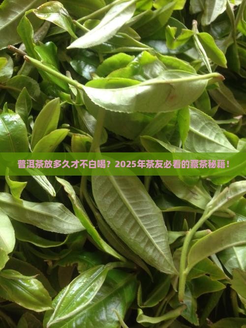普洱茶放多久好喝