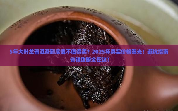 5年大叶龙普洱茶价格