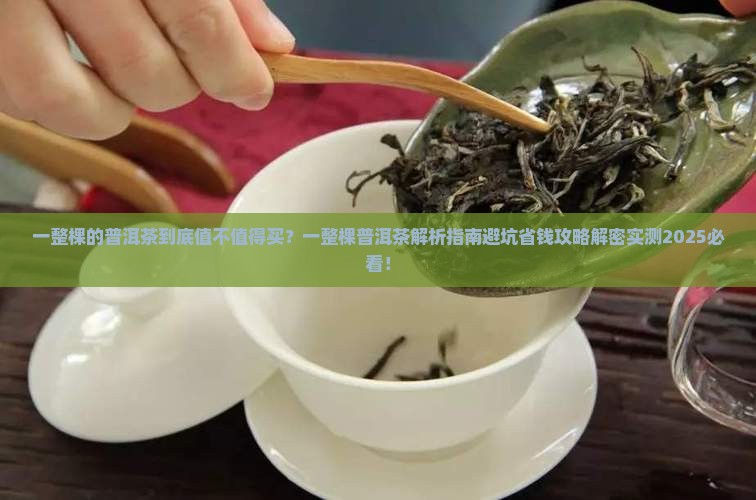 一整棵的普洱茶