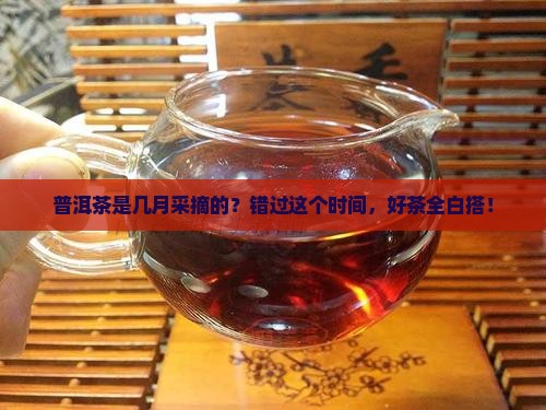 普洱茶是几月采摘的