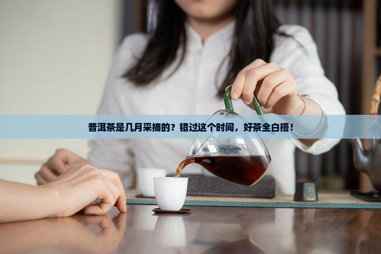 普洱茶是几月采摘的
