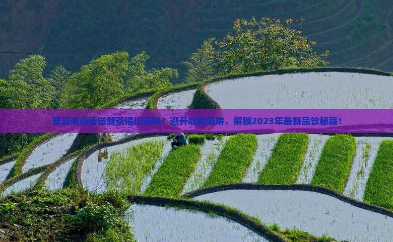 普洱茶素有做新茶喝旧茶的传统
