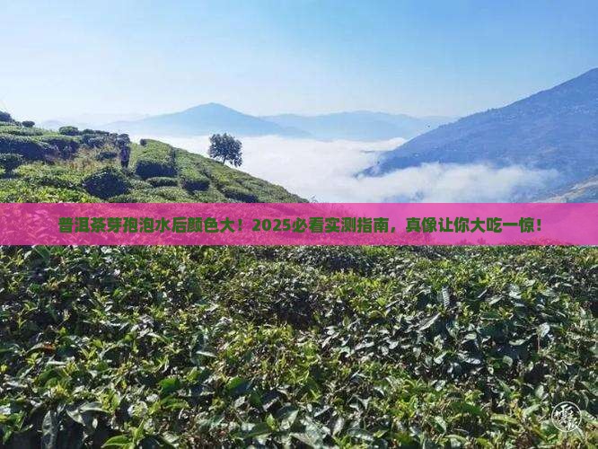 普洱茶芽孢泡水后颜色
