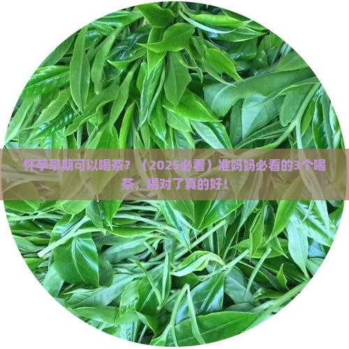 怀孕早期可以喝茶