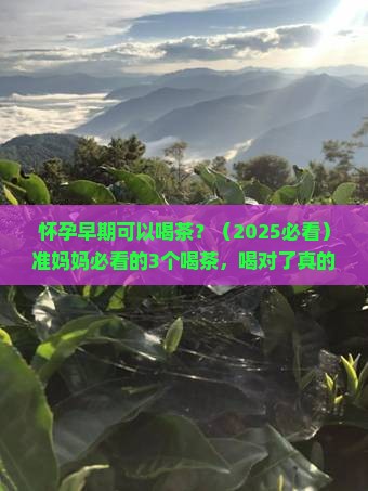 怀孕早期可以喝茶