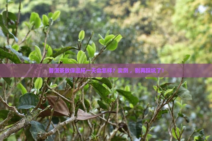 普洱茶在保温杯里放一天