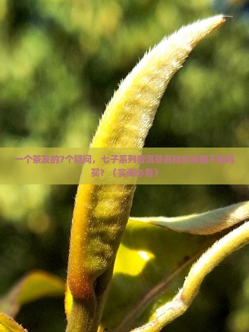 七子系列普洱茶嘉铭