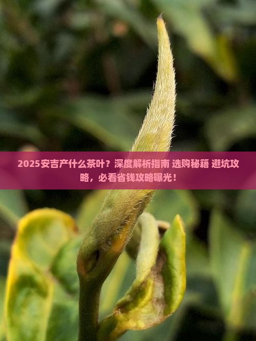 安吉产什么茶叶