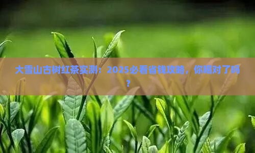 大雪山古树红茶
