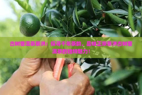古树普洱茶景洪