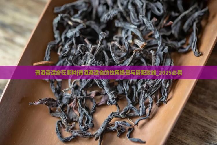 普洱茶适合在哪种