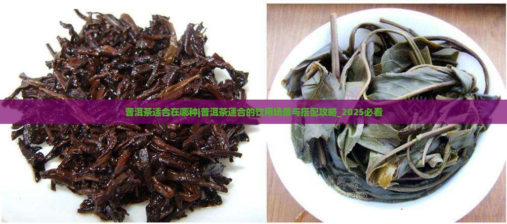 普洱茶适合在哪种