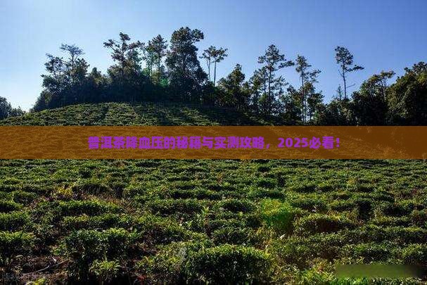 普洱茶降血压吧