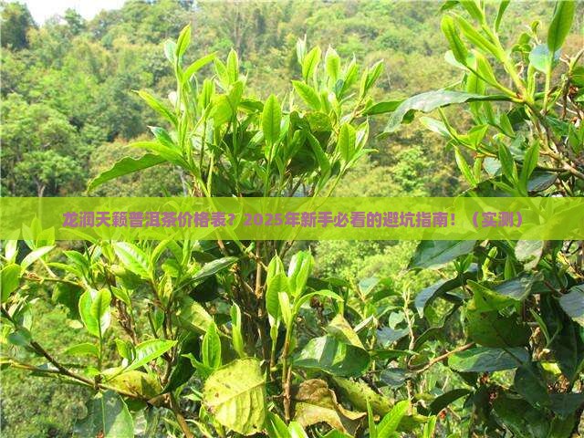龙润天籁普洱茶价格表
